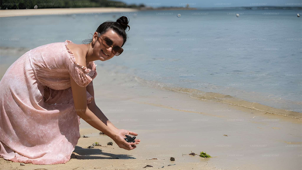 Baby Turtle Release from Hikkaduwa