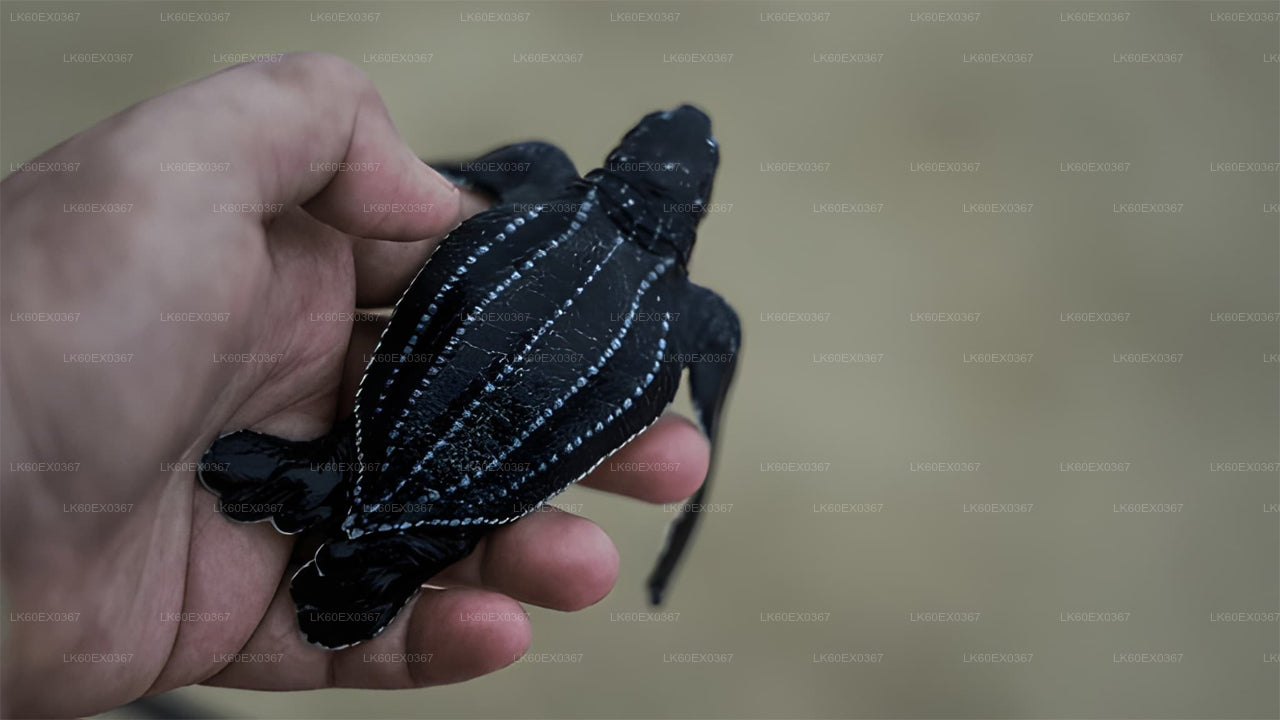 Baby Turtle Release from Hikkaduwa