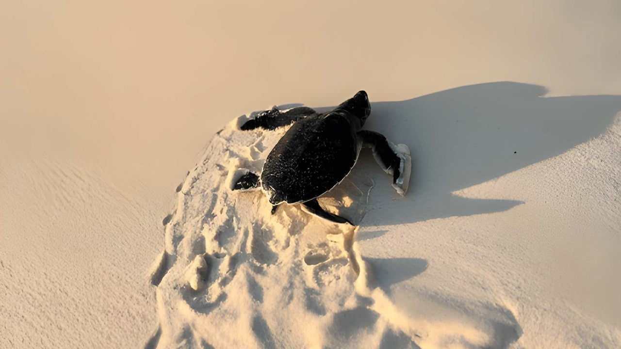 Baby Turtle Release from Hikkaduwa