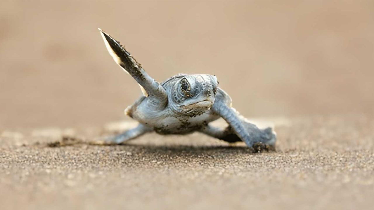 Baby Turtle Release from Hikkaduwa