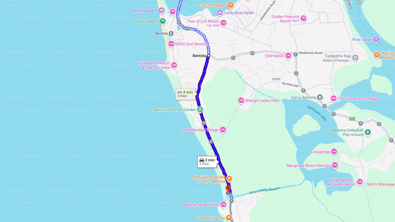 Baby Turtle Release from Bentota