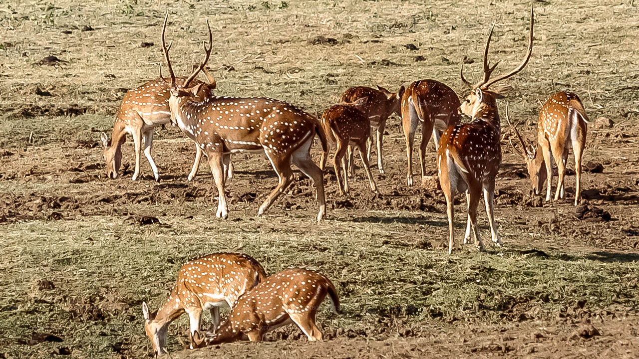 Privétour van Mirissa naar Ella met Udawalawe Safari