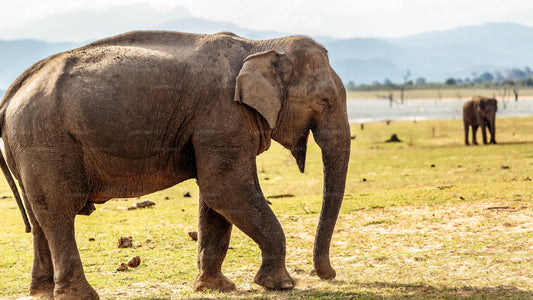 Privétour van Mirissa naar Ella met Udawalawe Safari