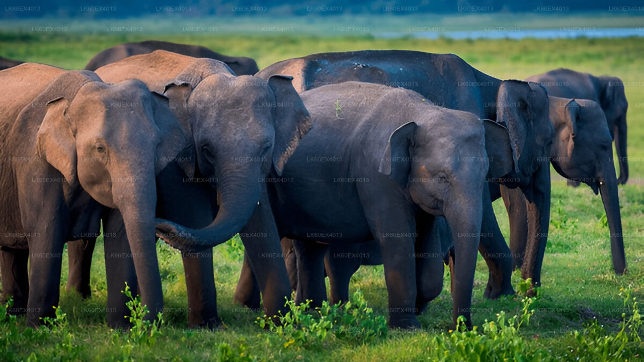 Privétour van Mirissa naar Ella met Udawalawe Safari