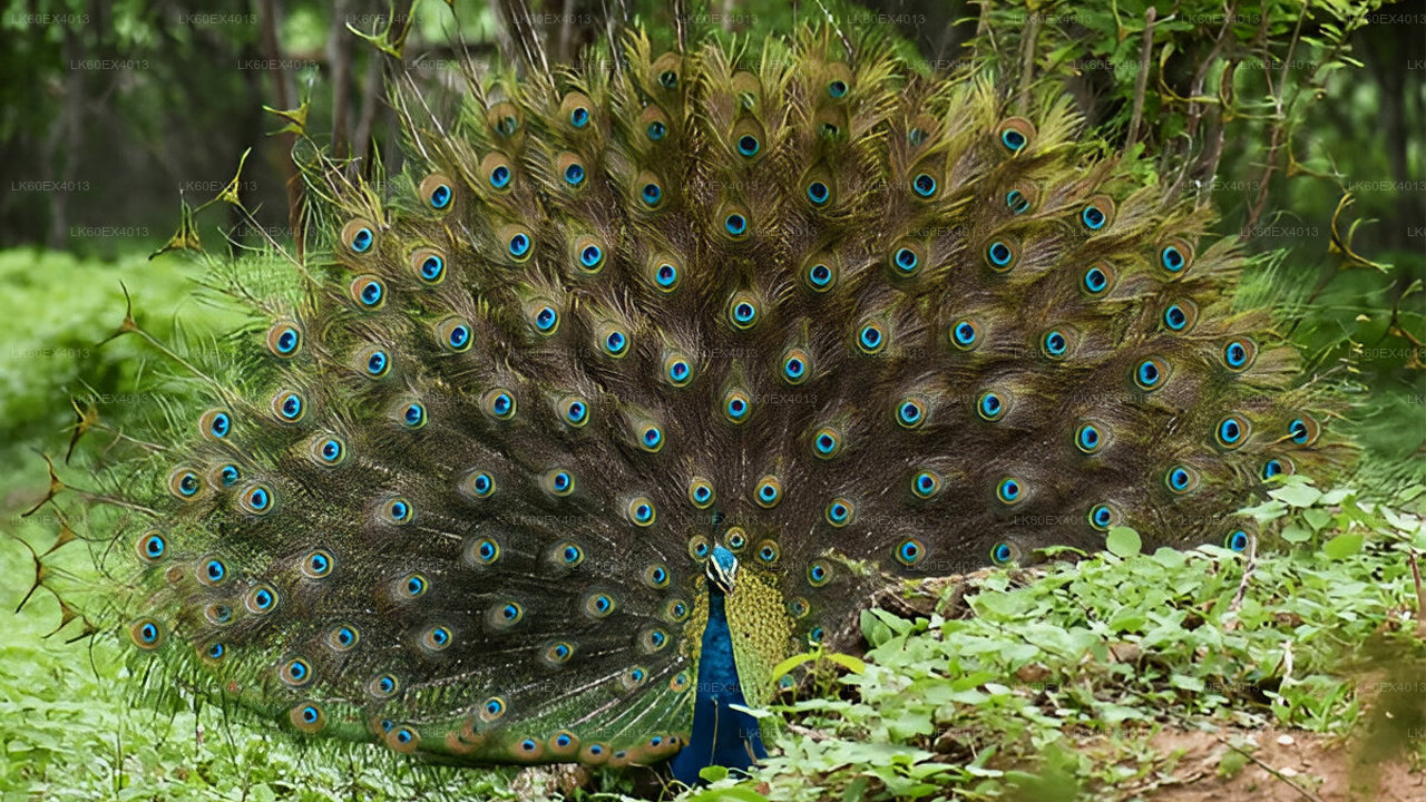 Privétour van Mirissa naar Ella met Udawalawe Safari