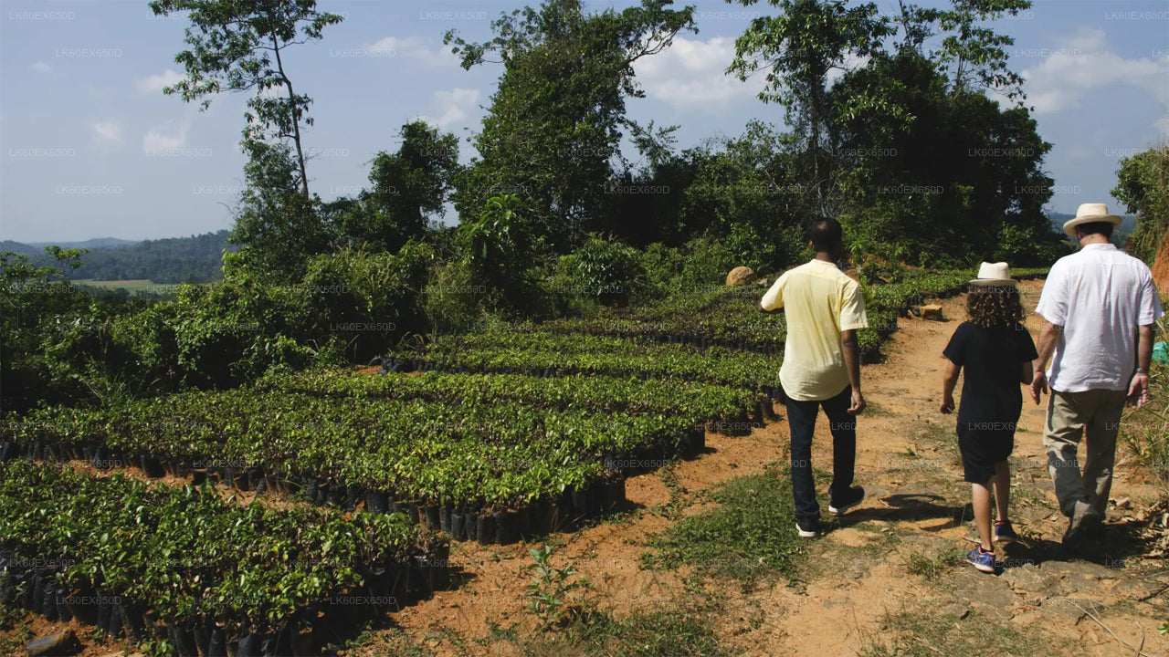 Private Cinnamon Experience from Weligama