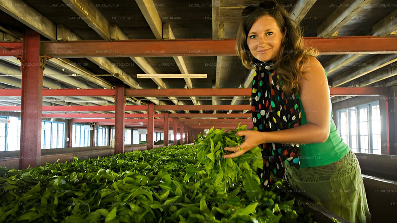 Low-grown Tea Factory Visit and Tea Tasting Experience From Galle