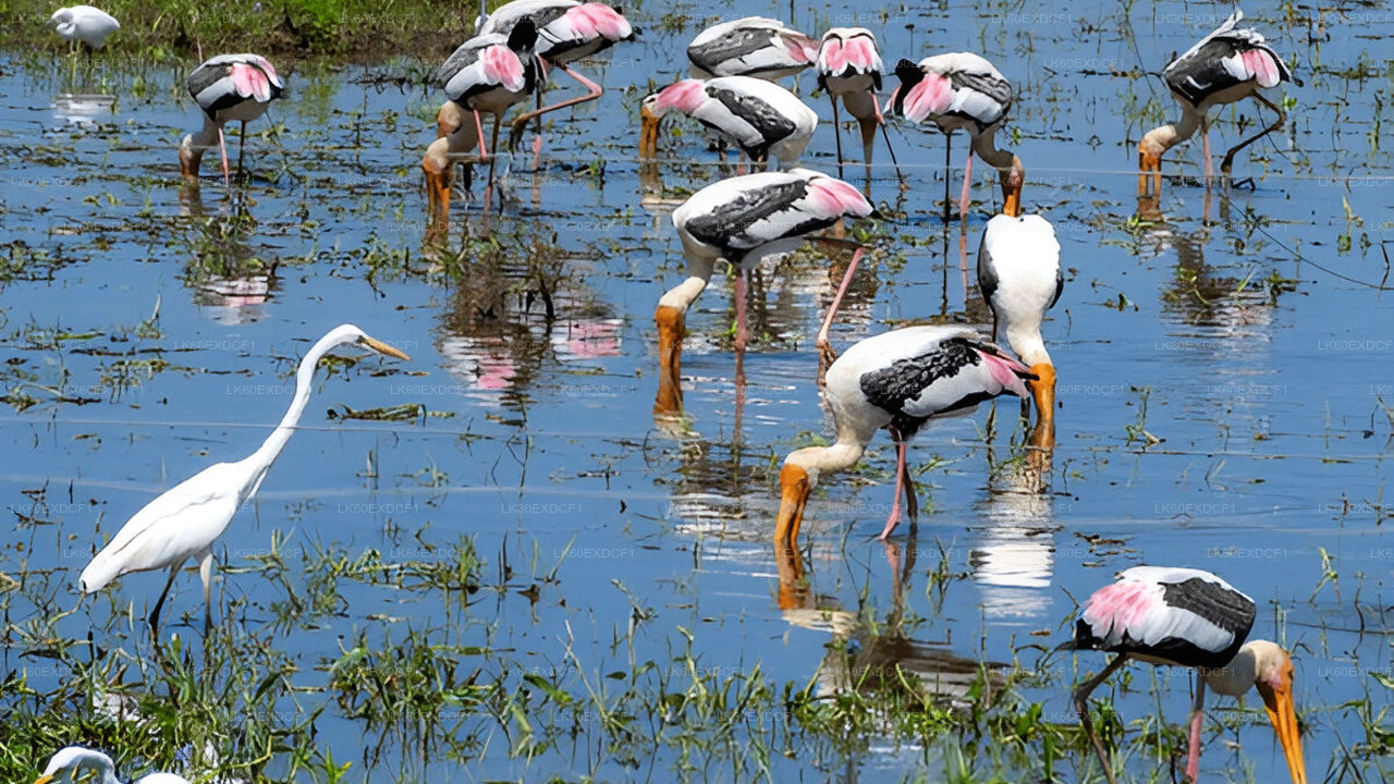 Privétour van Ella naar Mirissa met Udawalawe Safari
