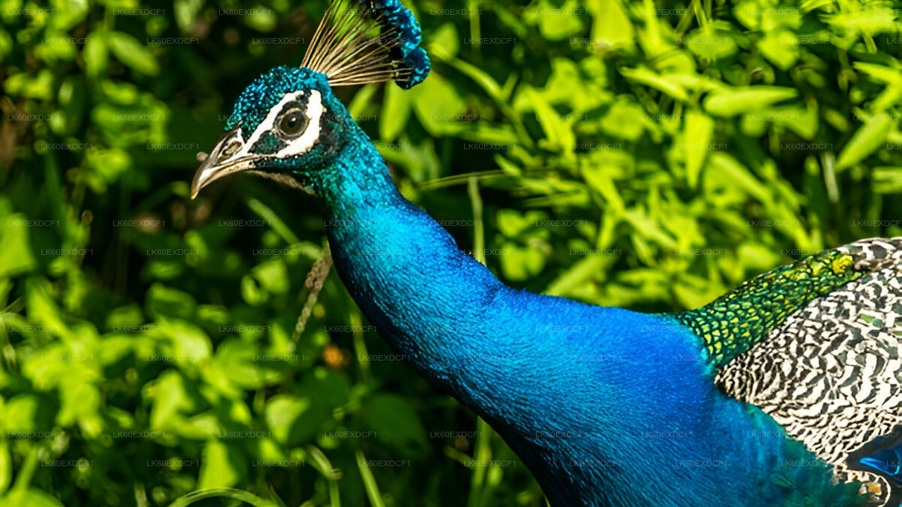 Privétour van Ella naar Mirissa met Udawalawe Safari