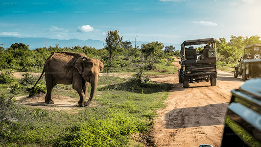 Privétour van Ella naar Mirissa met Udawalawe Safari