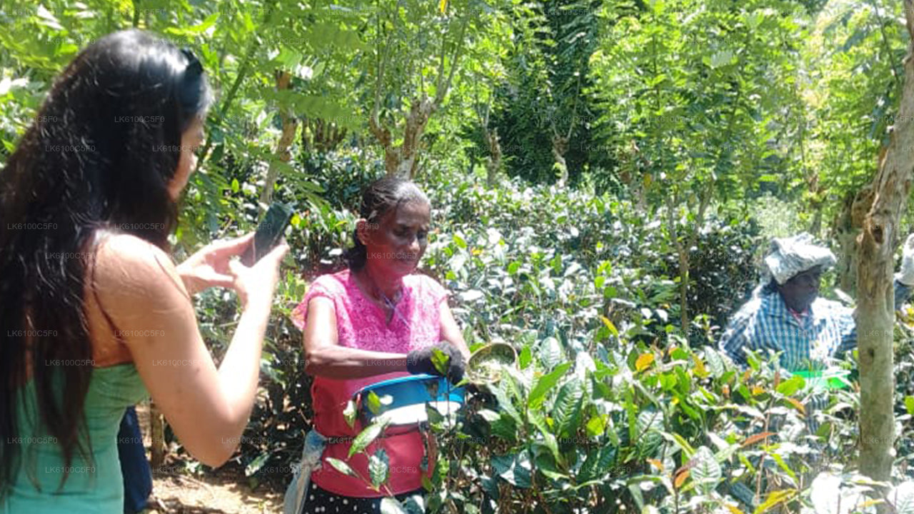 Ontdek de verborgen pareltjes van Galle en dineer met locals