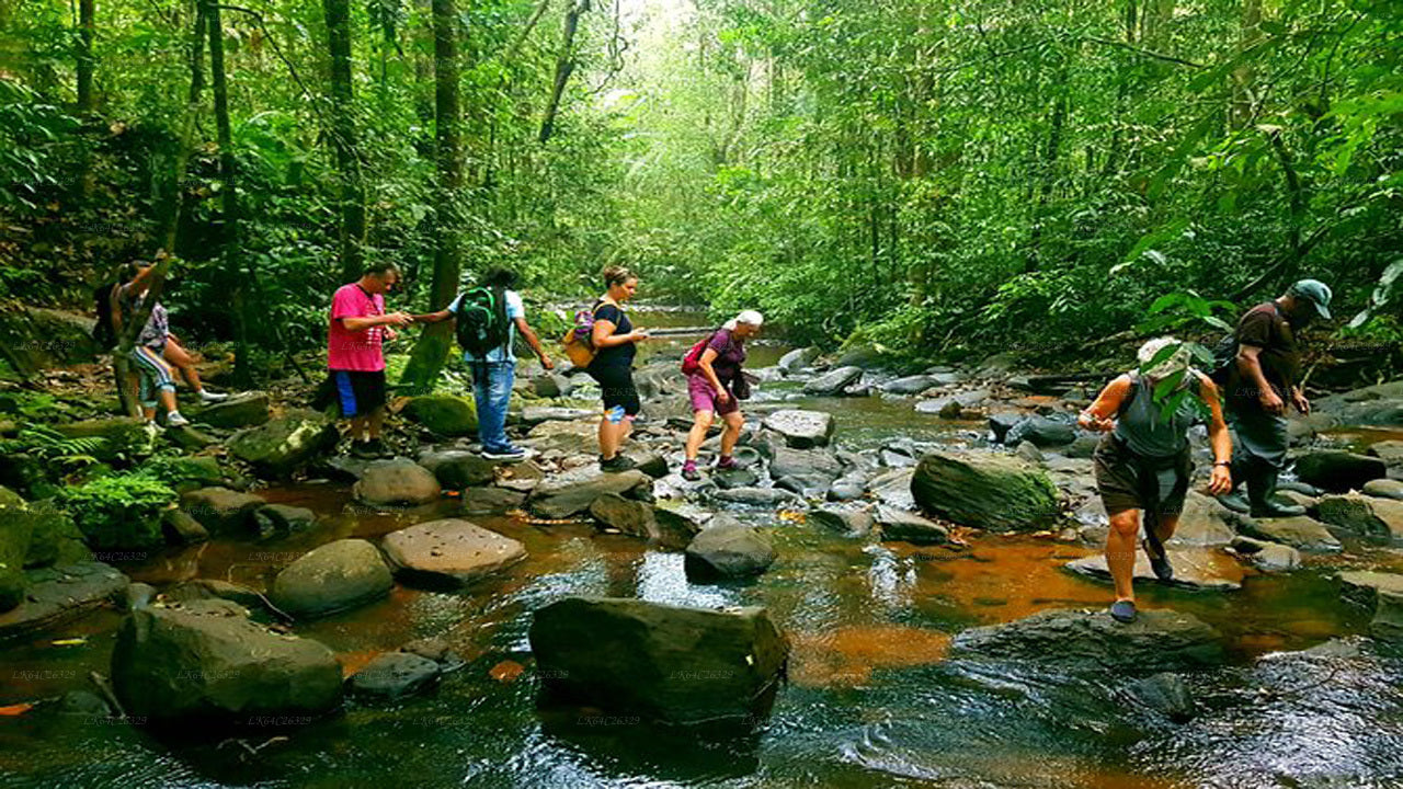 Sinharaja Rain Forest Waterval Tour