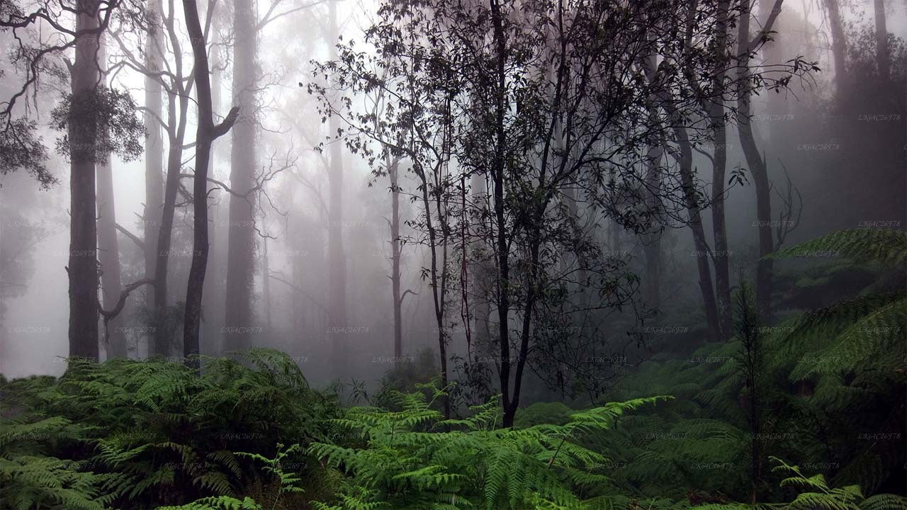 Sinharaja Regenwoud Avontuurlijke Tour