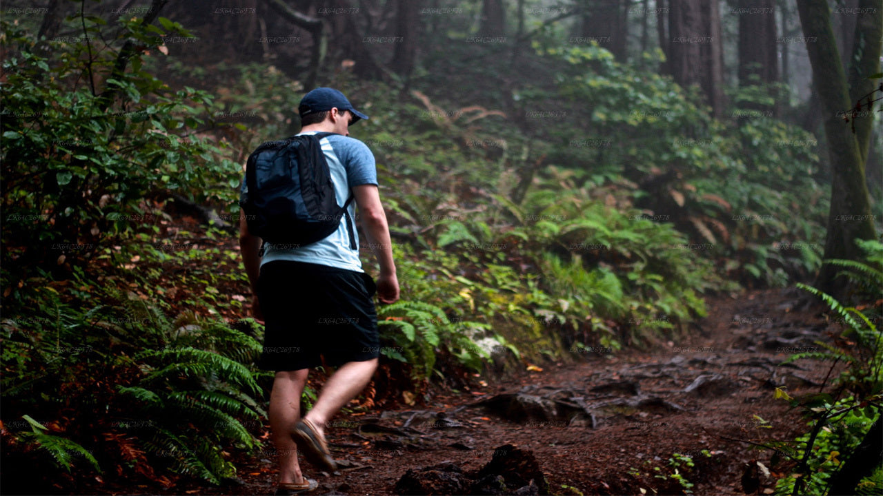 Sinharaja Regenwoud Avontuurlijke Tour