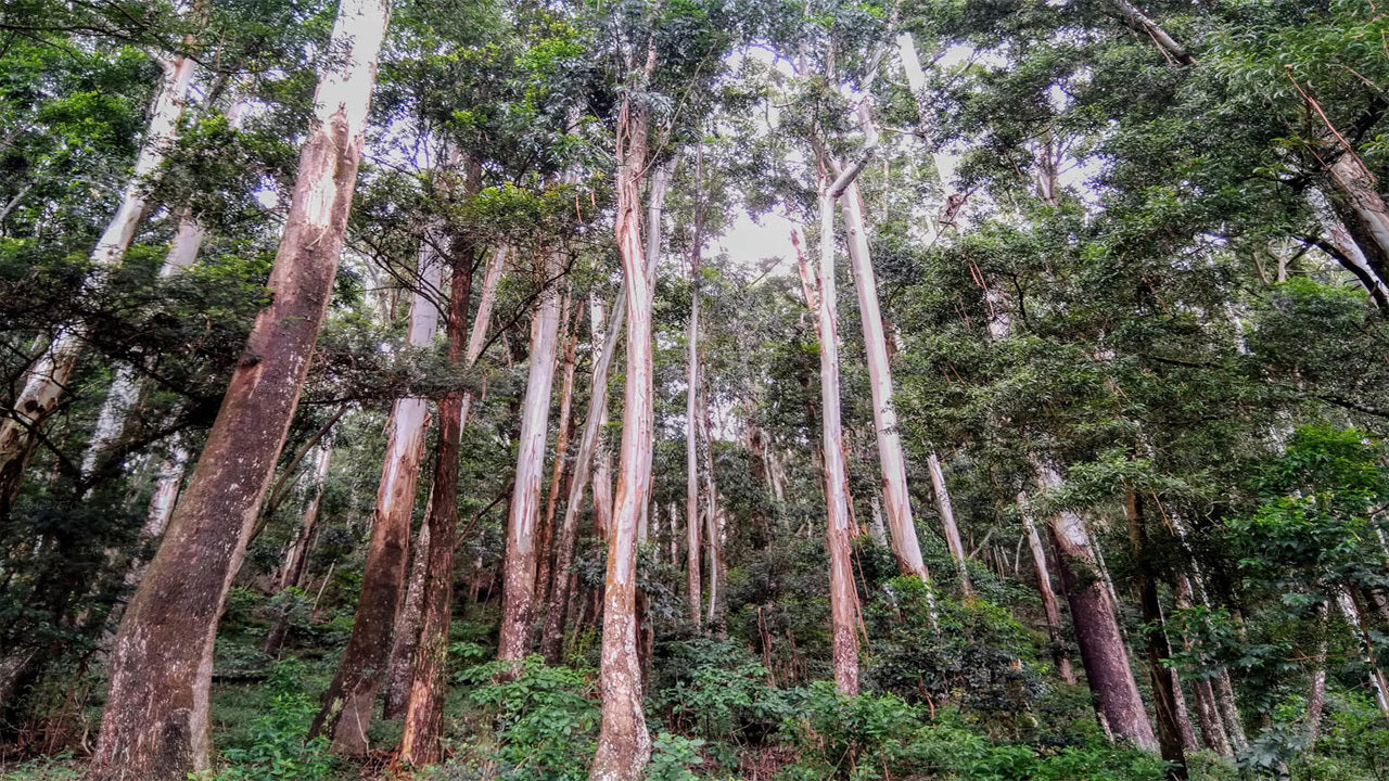 Ontdek het Sinharaja-regenwoud (halve dag)