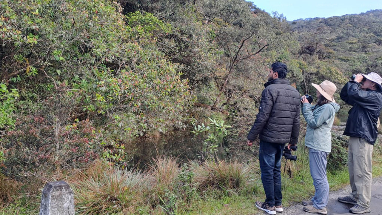 Vogels spotten vanuit het Sinharaja-regenwoud