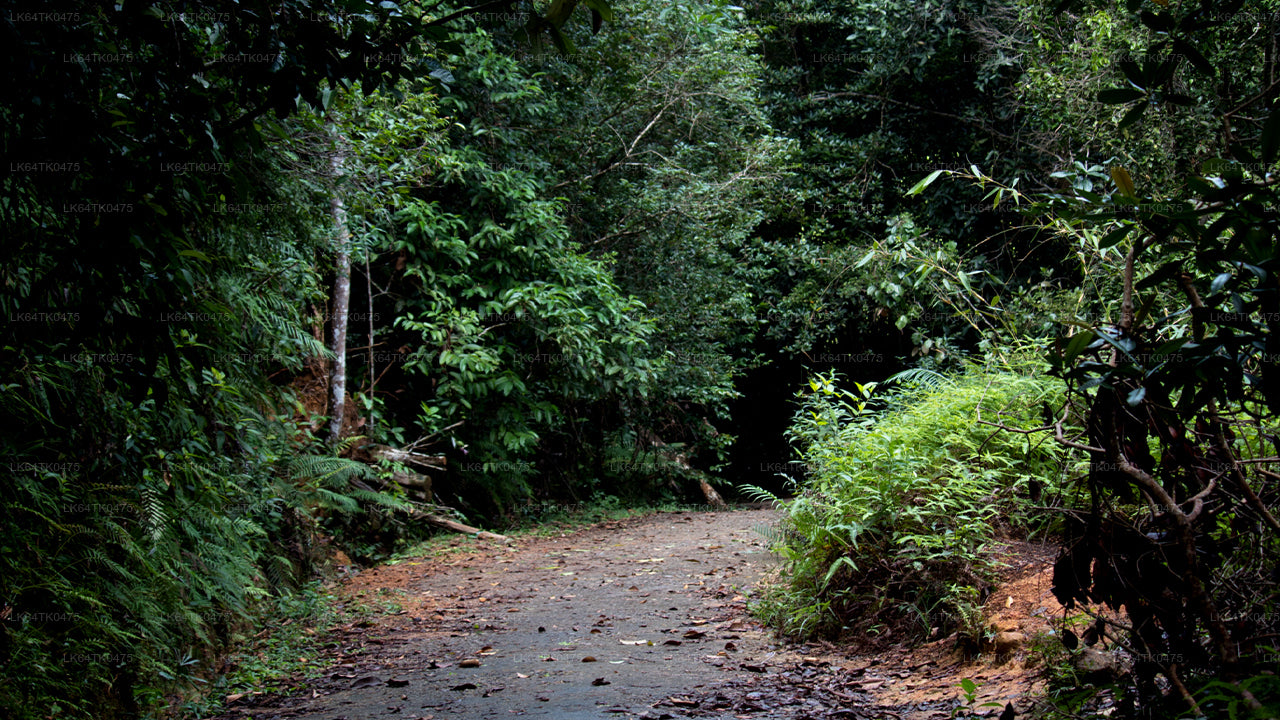 Vogels spotten vanuit het Sinharaja-regenwoud
