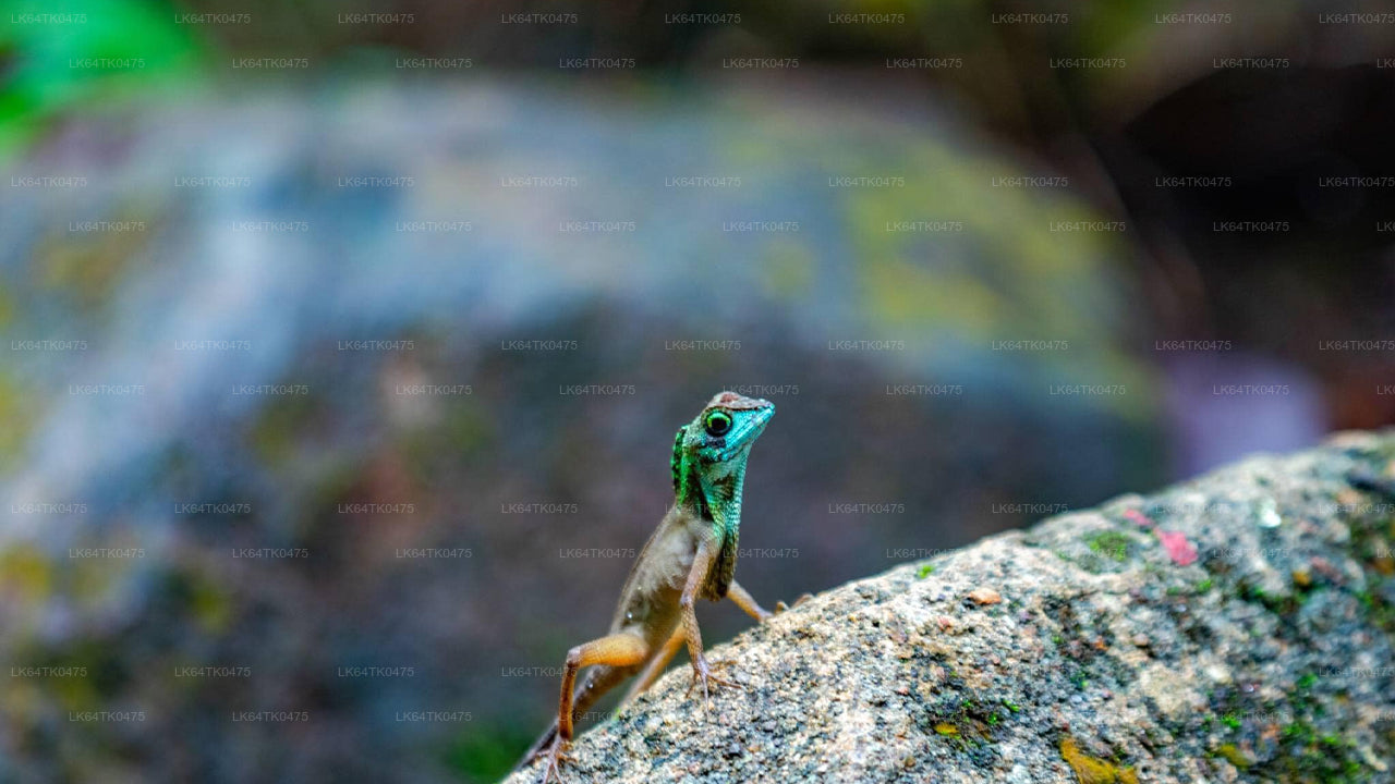 Vogels spotten vanuit het Sinharaja-regenwoud