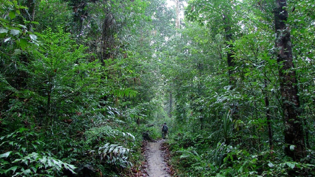 Trektocht naar Leeuwenrots vanuit het Sinharaja-regenwoud.