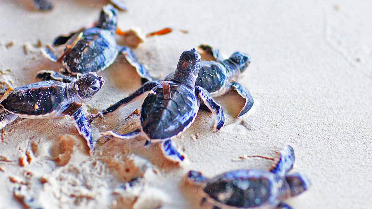 Stadsrondleiding Bentota