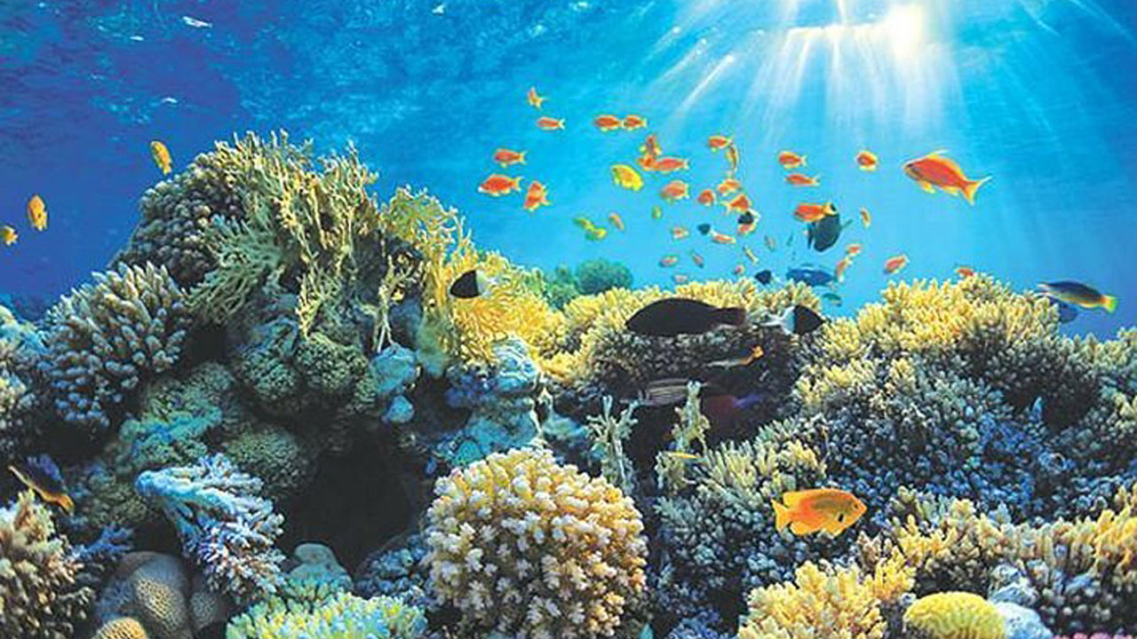 Boottocht met glazen bodem vanuit Hikkaduwa