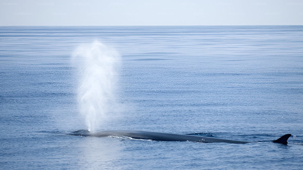 7 Hour whale watching cruise from Trincomalee