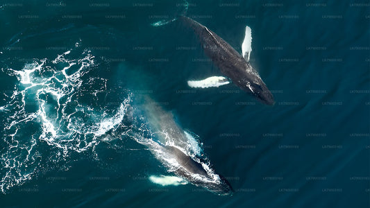 7 uur durende privé-walvisexcursie vanuit Mirissa