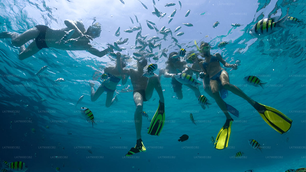 Tweedaagse cruise-ervaring vanuit Mirissa met de Ocean Diamond.