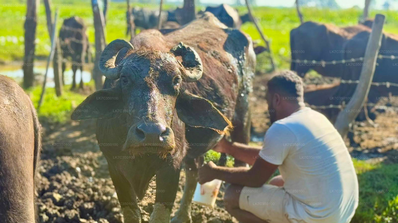 Ervaring met wrongelverwerking in Tissamaharama