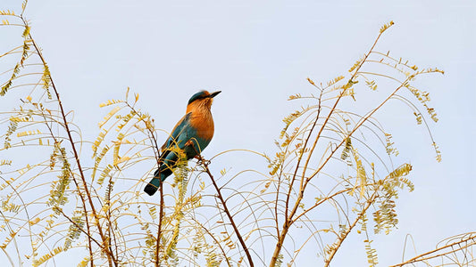 Safari naar Bundala National Park vanuit de zeehaven van Hambantota