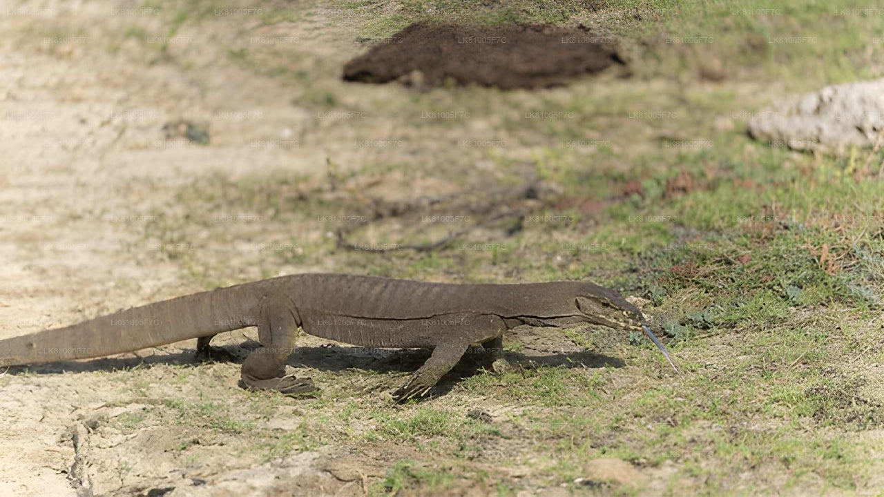 Safari naar Bundala National Park vanuit de zeehaven van Hambantota