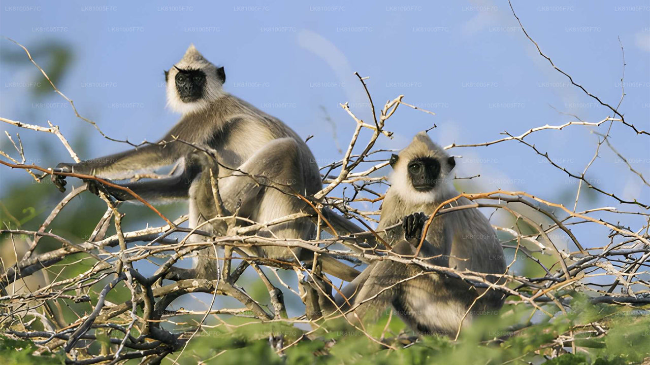 Safari naar Bundala National Park vanuit de zeehaven van Hambantota