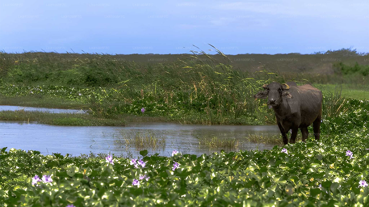Safari naar Bundala National Park vanuit de zeehaven van Hambantota