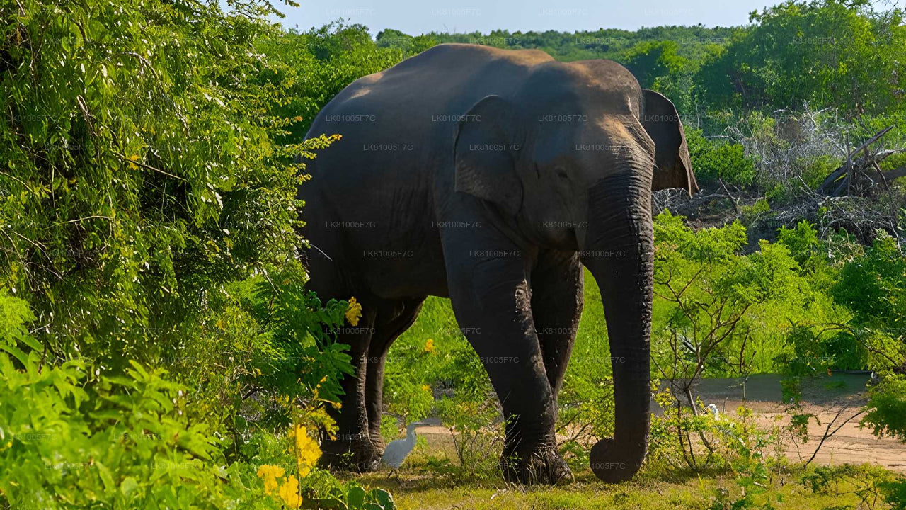 Safari naar Bundala National Park vanuit de zeehaven van Hambantota