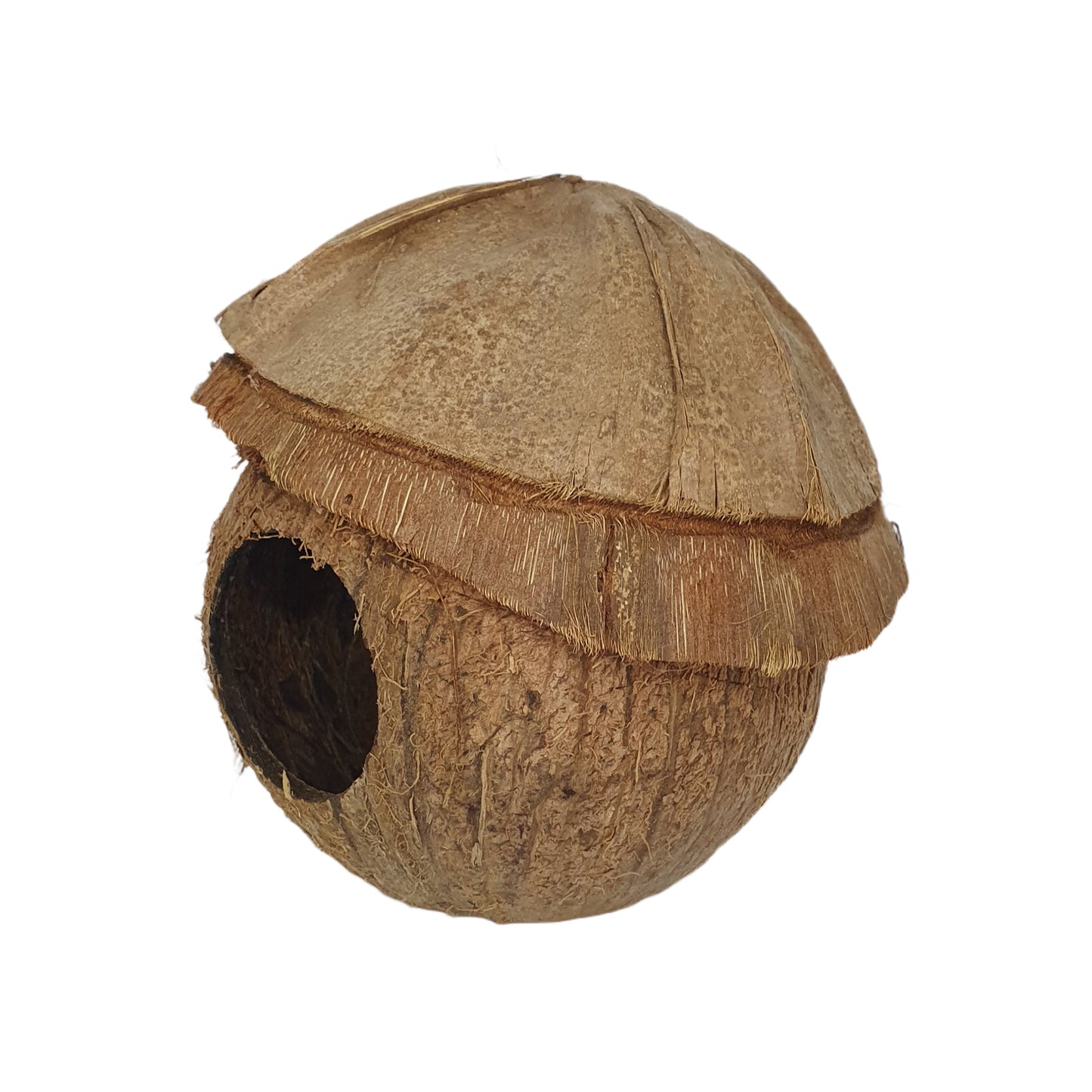 Bivenro Natural Coconut Bird Nest With Husk Cap Design (Free Size)
