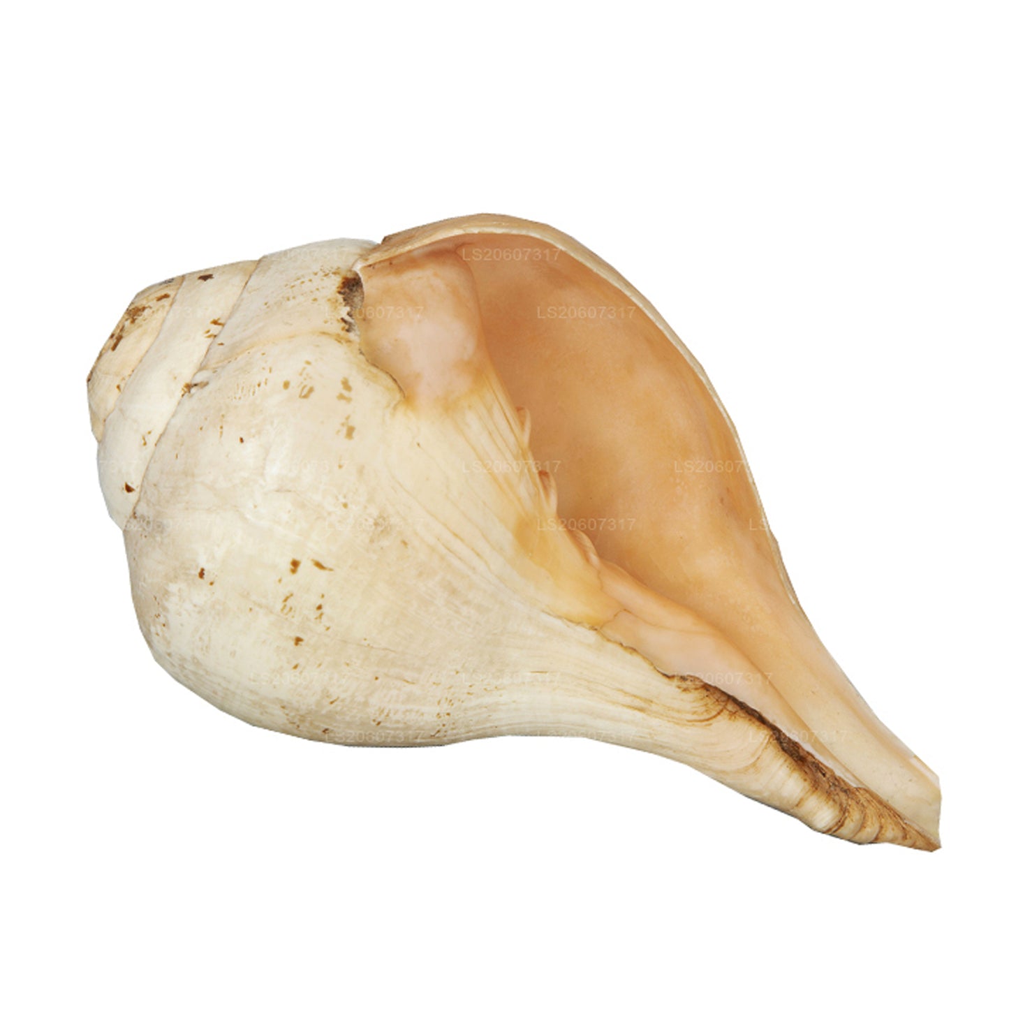 Lakpura Sri Lankaanse Hakgediya