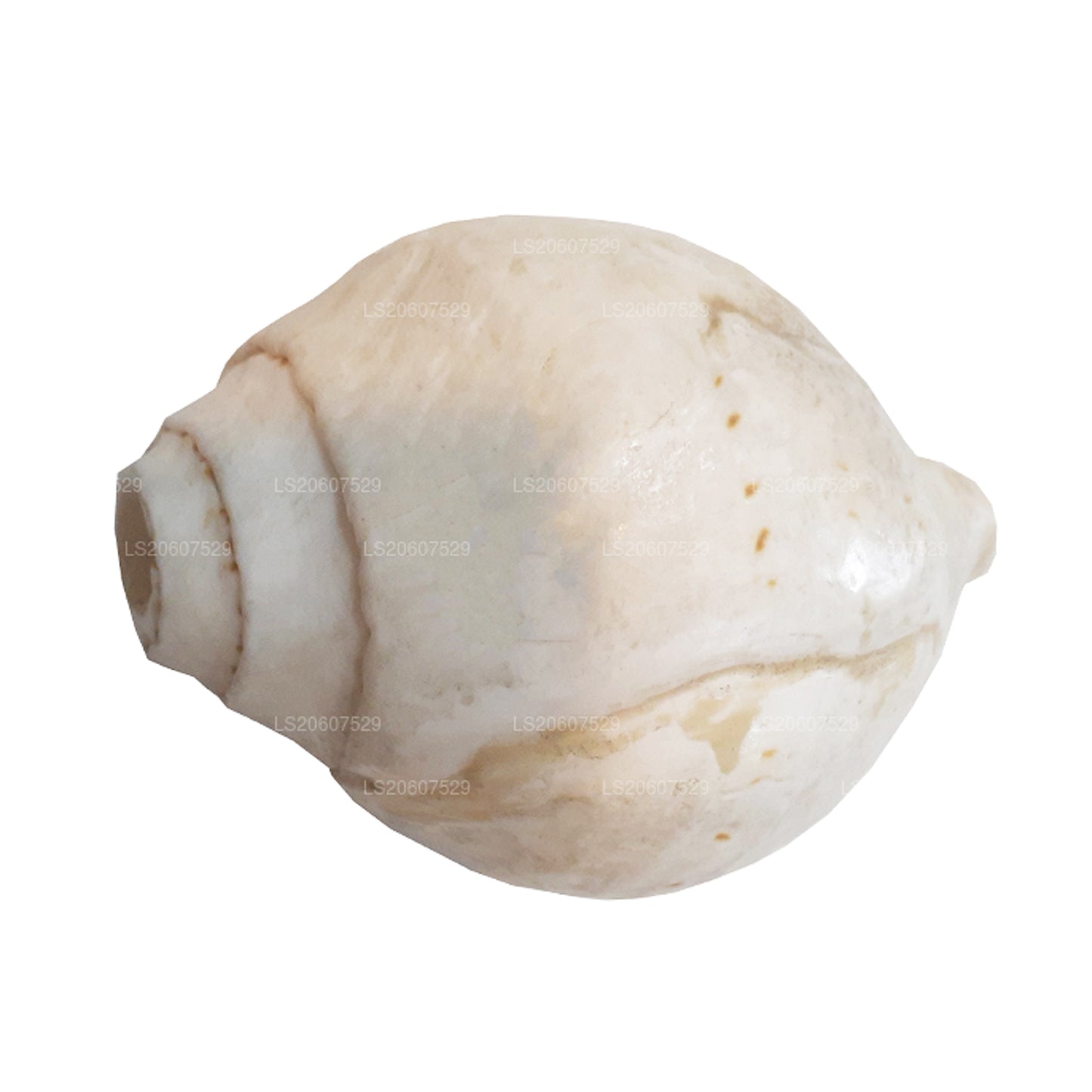 Lakpura Sri Lankaanse Hakgediya