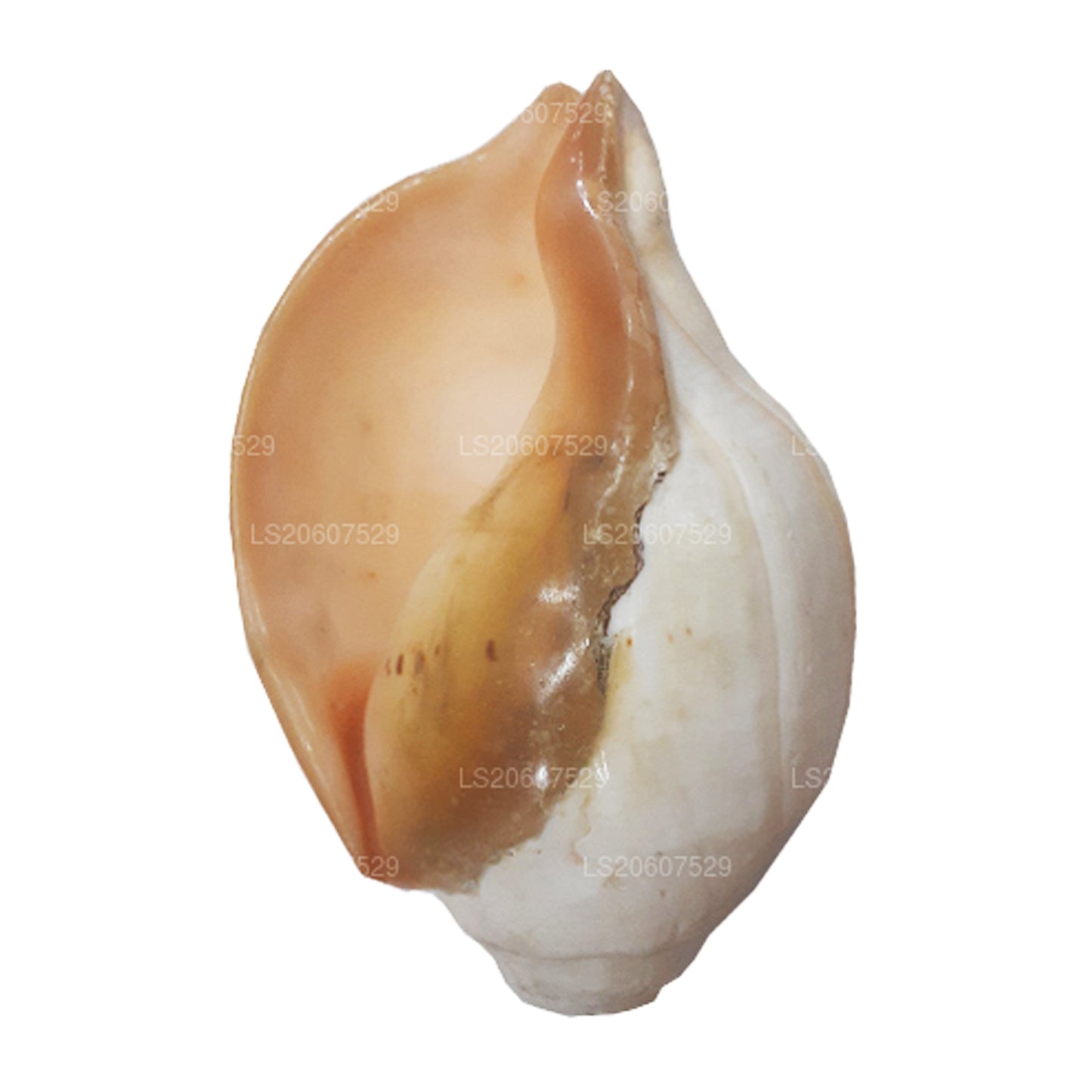 Lakpura Sri Lankaanse Hakgediya