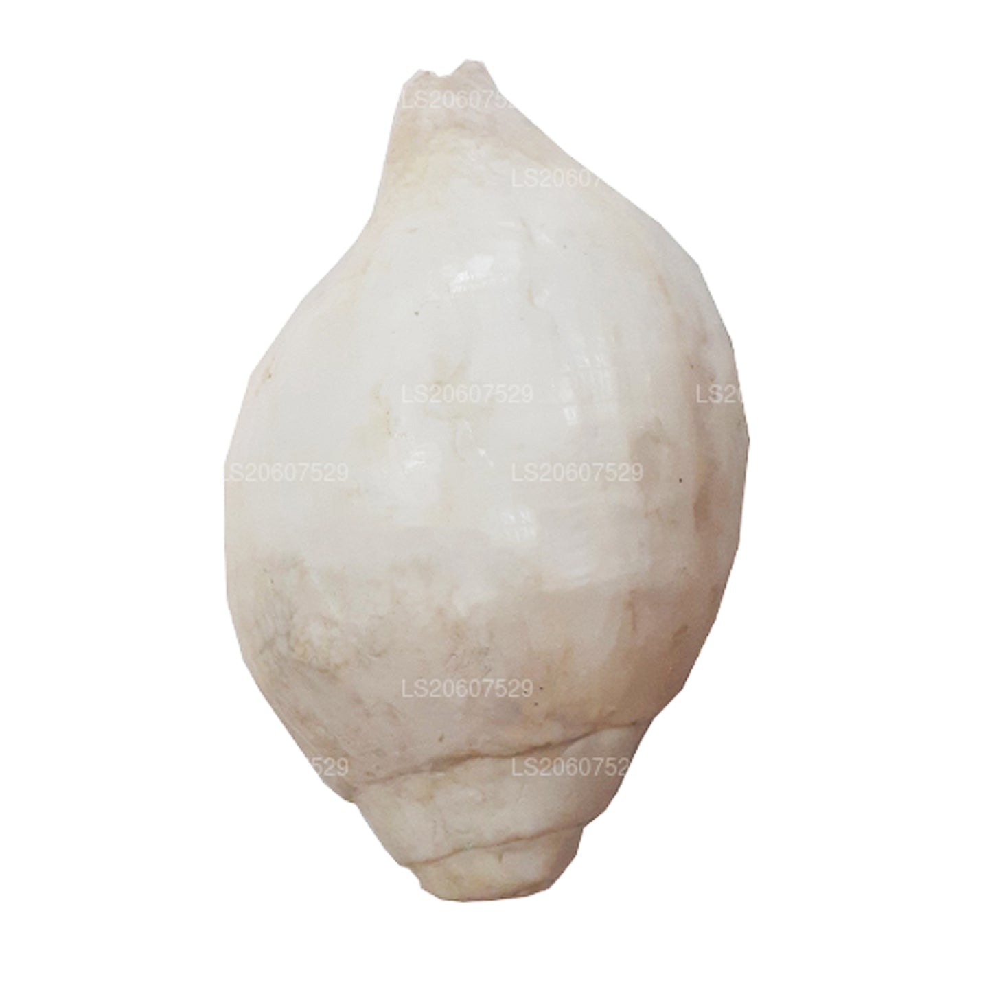 Lakpura Sri Lankaanse Hakgediya