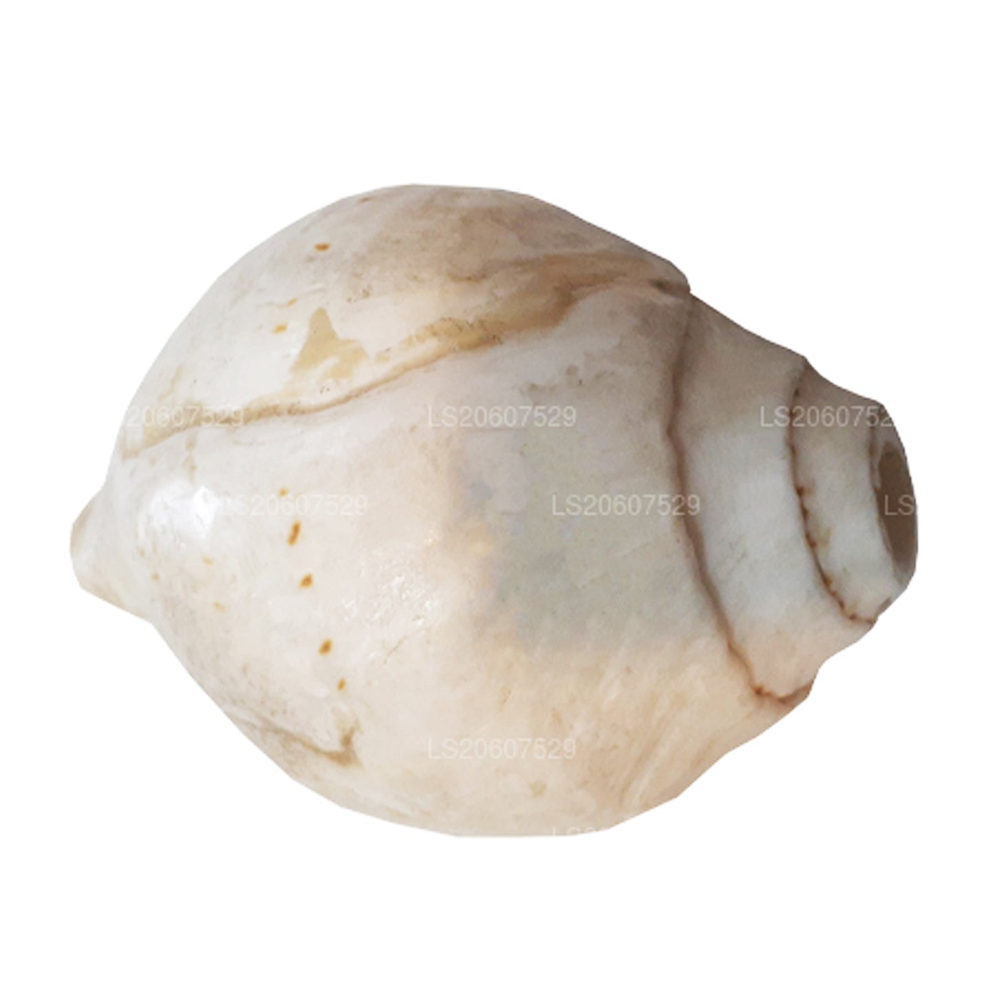 Lakpura Sri Lankaanse Hakgediya