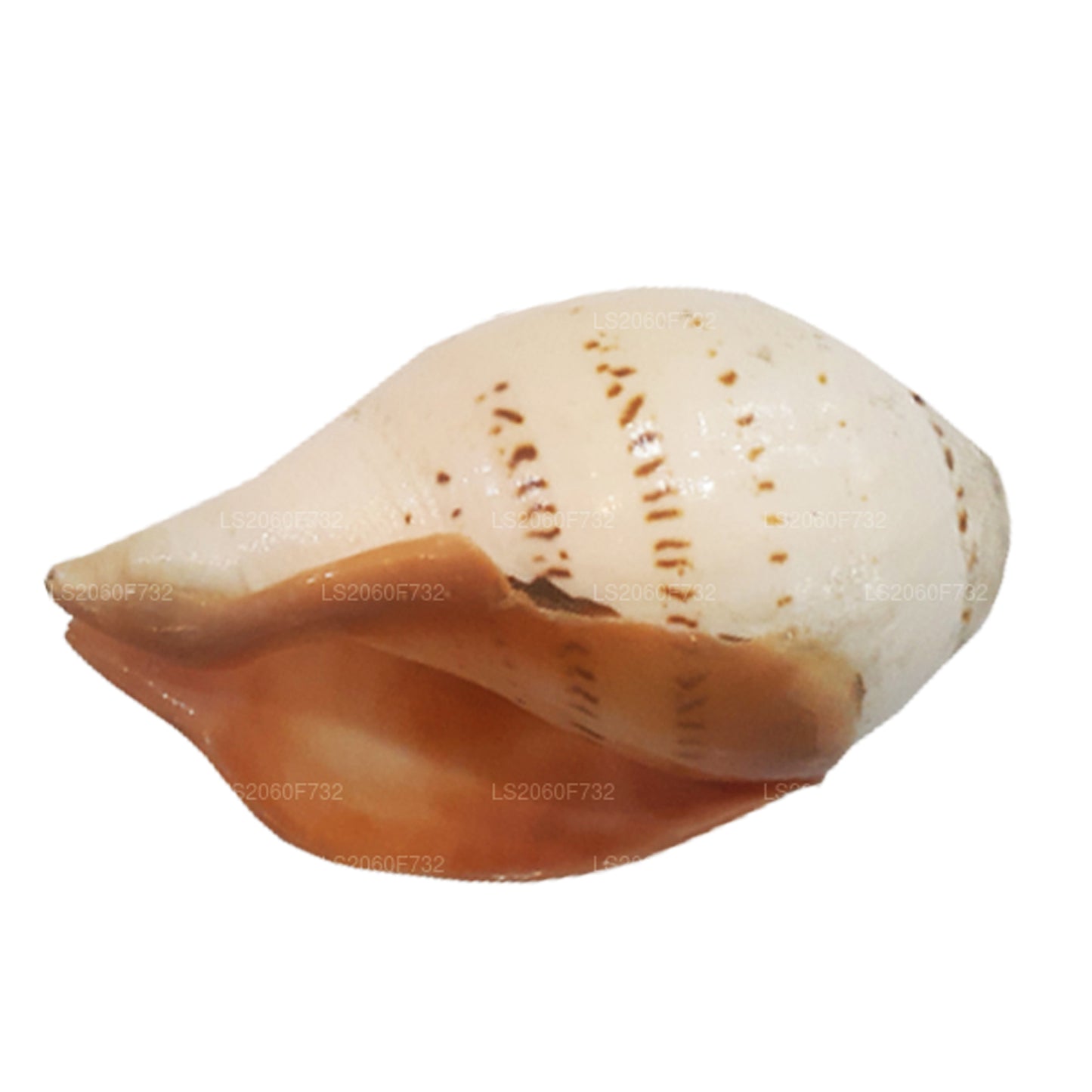 Lakpura Sri Lankaanse Hakgediya