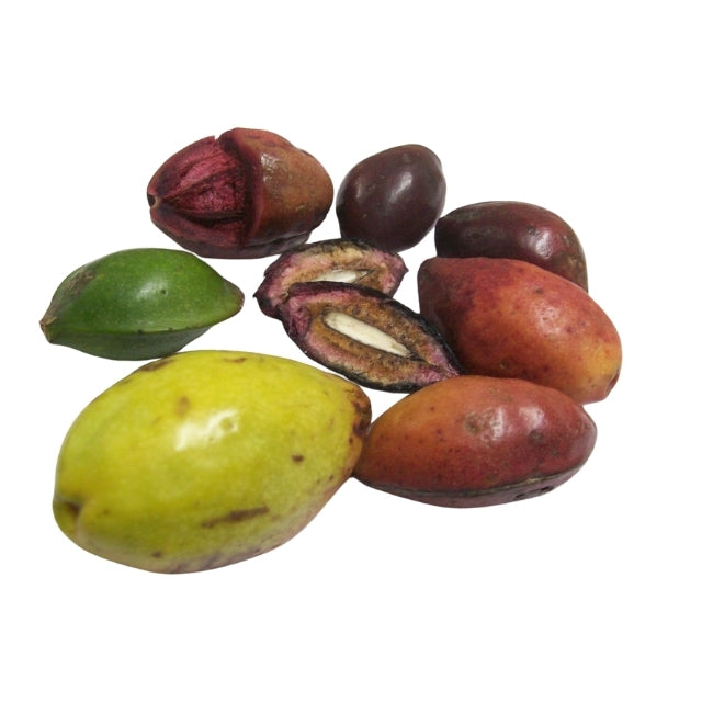 Lakpura® Terminalia Catappa Levensvatbare (Kottamba) Zaden