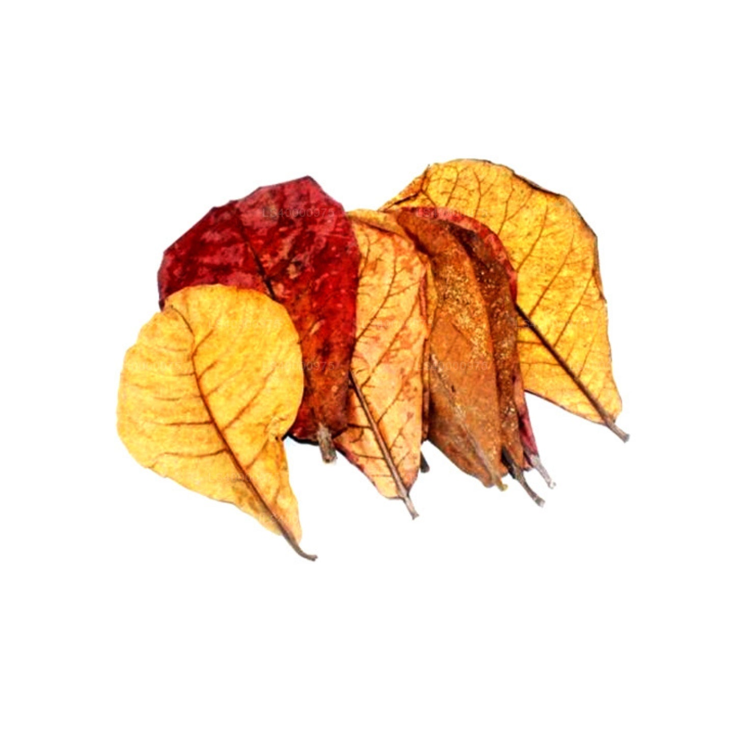 Gedehydrateerde lakpura (Kottan, Kottamba, Indiase amankel) Terminalia catappa 100 blaadjes (100 g)