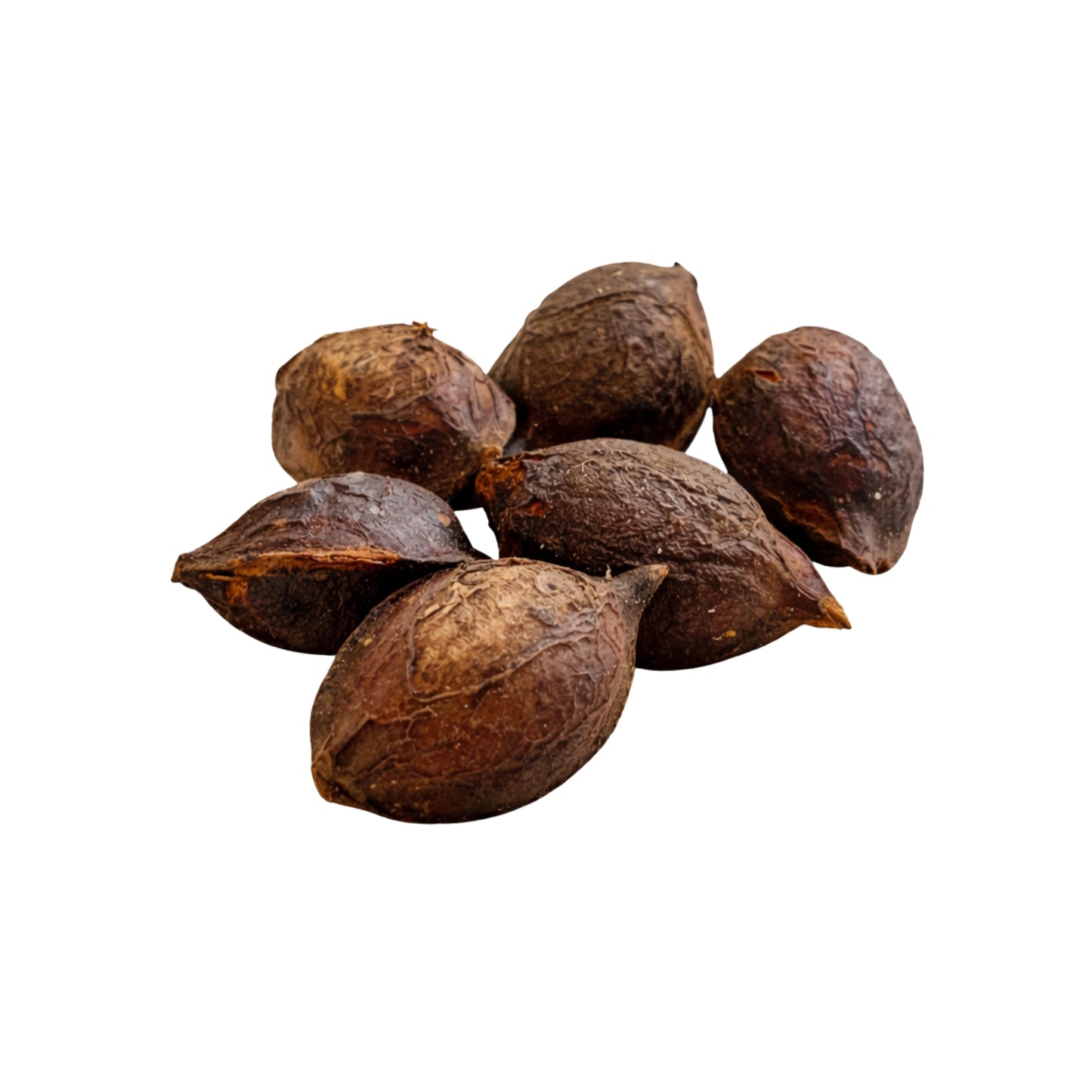 Lakpura® Terminalia Catappa (Kottamba) Heel Zaad