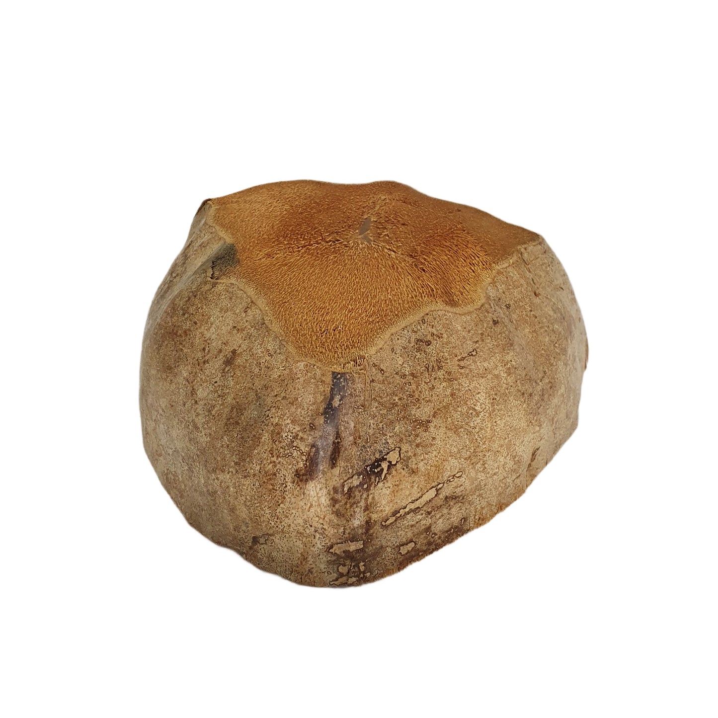 Bivenro Natural Coconut Planting Pot-ontwerp (gratis formaat)