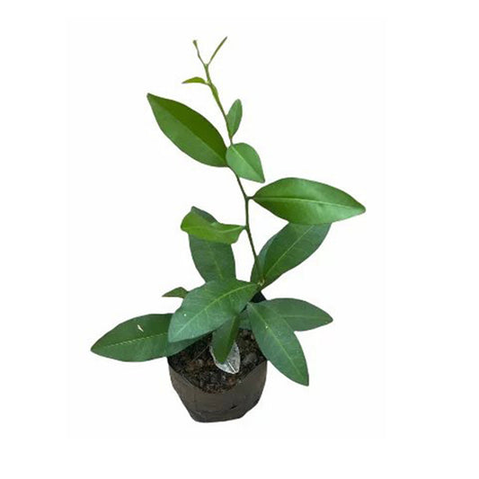 Yaki Naran () Medicinale planten