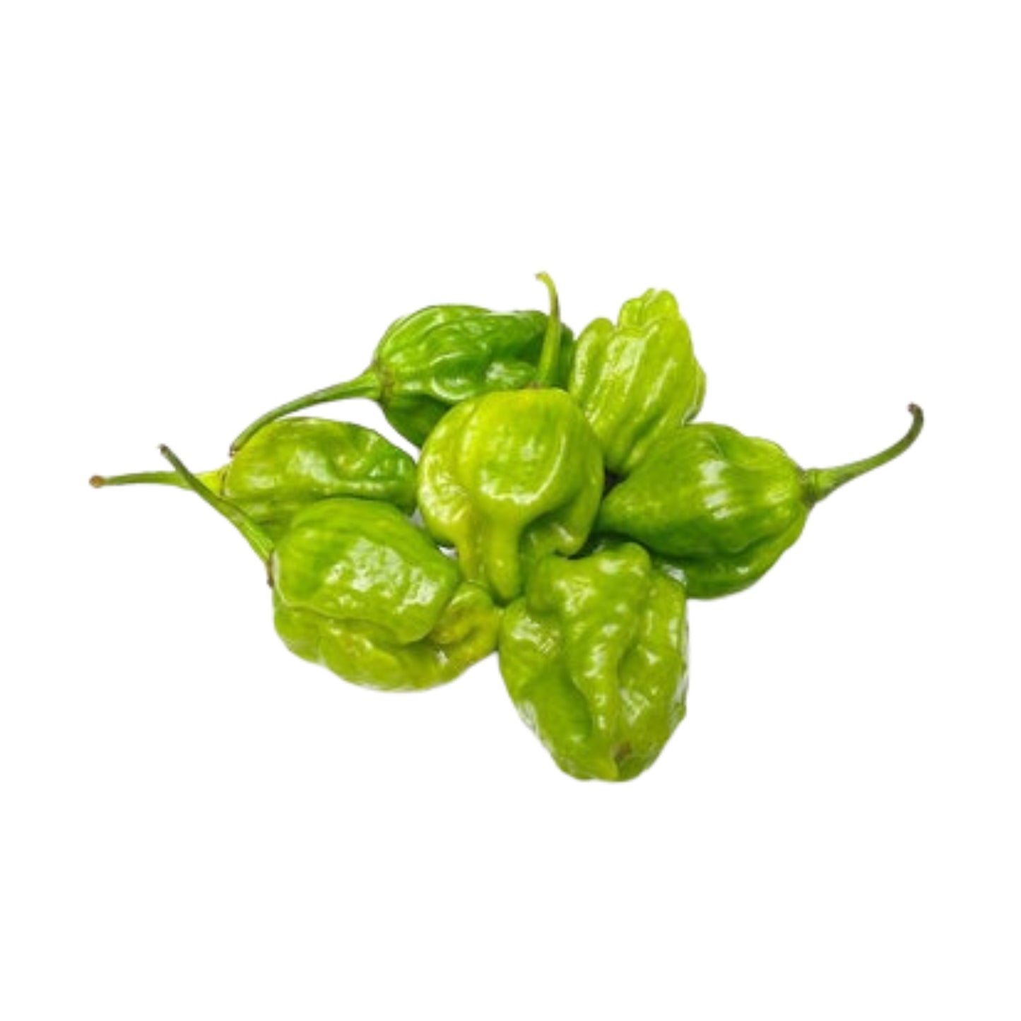 Lakpura® Scotch Bonnet Plant