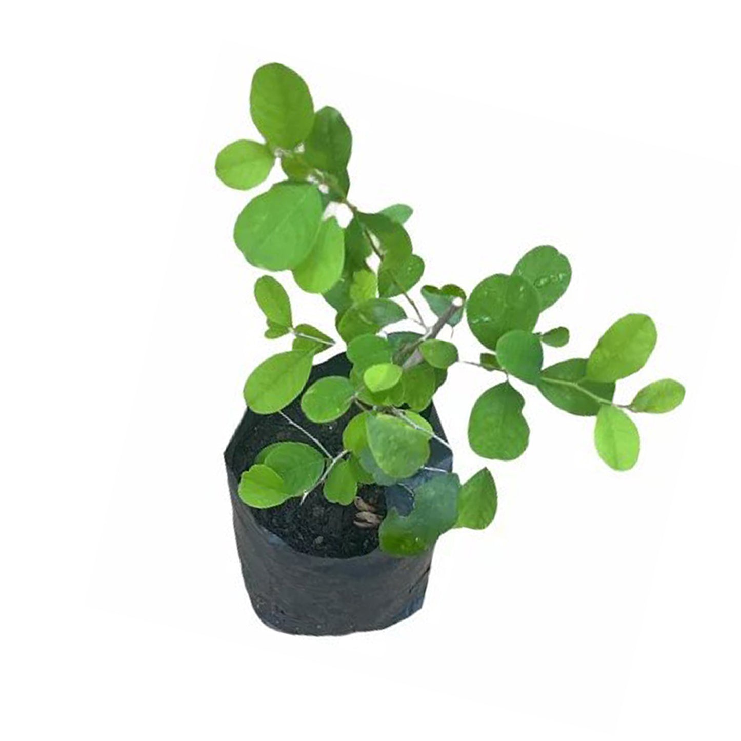 Katupila () Medicinale planten