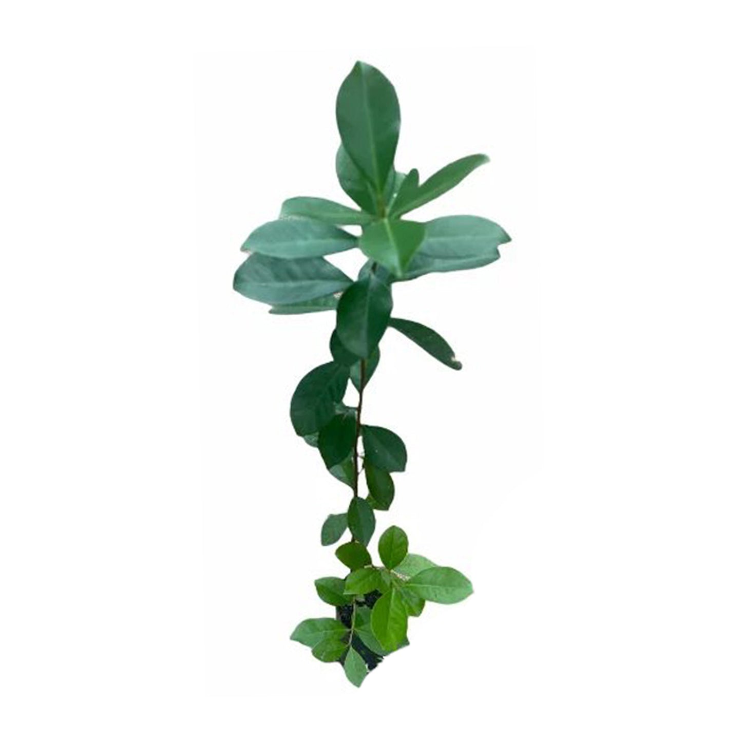 Lakpura rode Chinese guavefruitplant