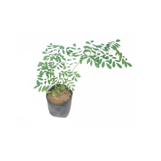 Lakpura® Nil Awariya Layered Plant